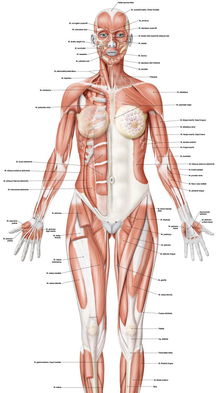 Sobotta Anatomie Atlas: Preisgekrönte, handgezeichnete Illustrationen