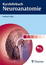 Kurzlehrbuch Neuroanatomie - Norbert Ulfig