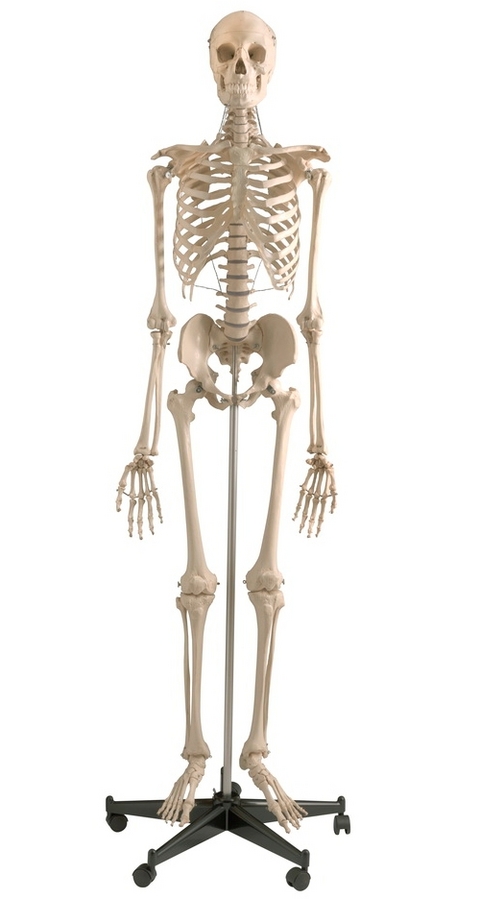 Homo Skelett Modell "Herr Lehmann"