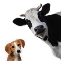 Equipment für Veterinärmediziner bei Lehmanns Media