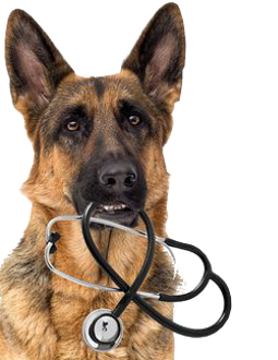 Unser Medshop für VeterinärmedizinerInnen