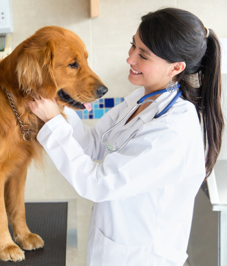 Veterinärmedizin: Die besten Lehrbücher für die Vorklinik