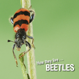 How they live... Beetles - David Withrington, Ivan Esenko
