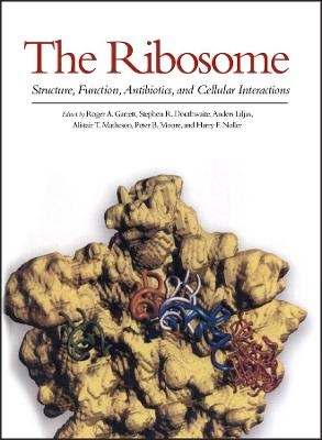 The Ribosome – Structure, Function, Antibiotics, and Cellular Interactions