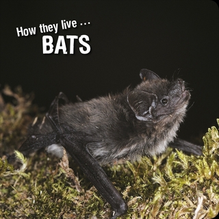How they live... Bats