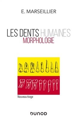 Les dents humaines : morphologie