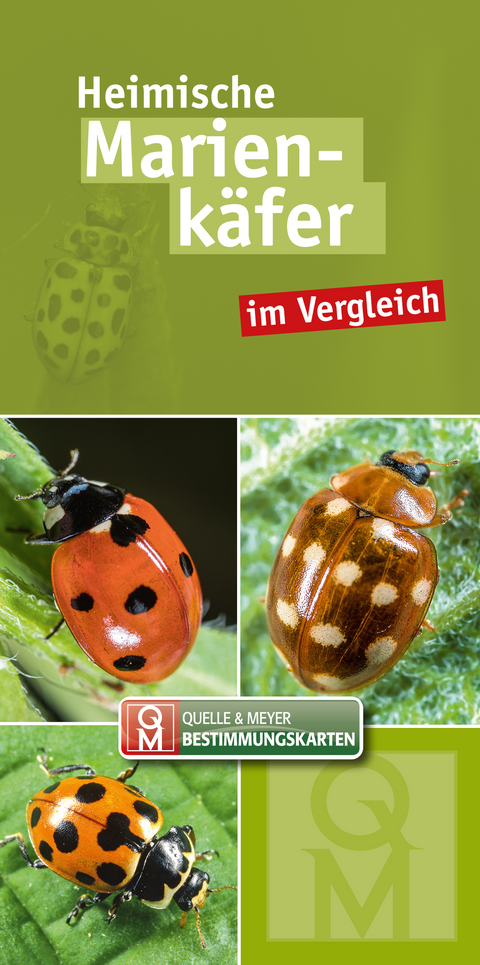 Heimische Marienk&auml;fer im Vergleich