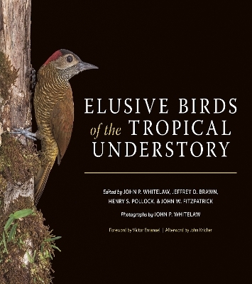 Elusive Birds of the Tropical Understory - 