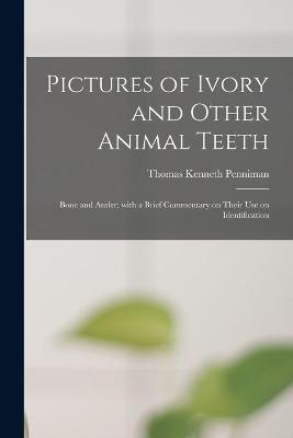 Pictures of Ivory and Other Animal Teeth