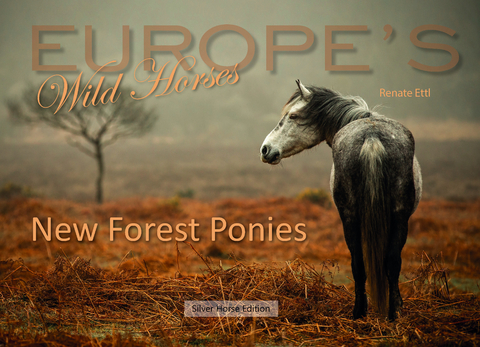 New Forest Ponies - Renate Ettl