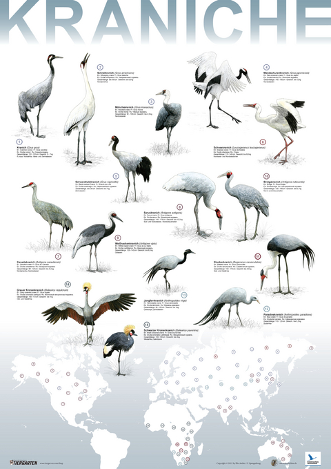 Plakat Kraniche