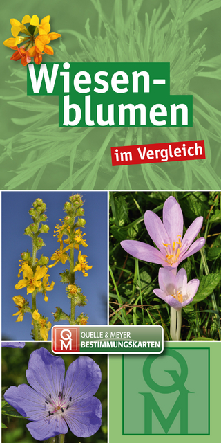 Wiesenblumen im Vergleich