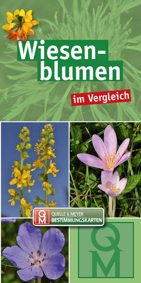 Wiesenblumen