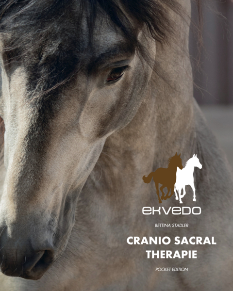 CRANIO SACRAL THERAPIE bei Pferden - Stadler Bettina