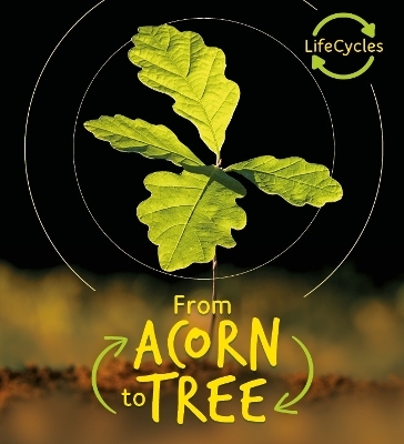 Lifecycles - Acorn to Tree - Camilla de la Bedoyere