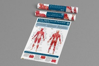Human Anatomy Wallchart