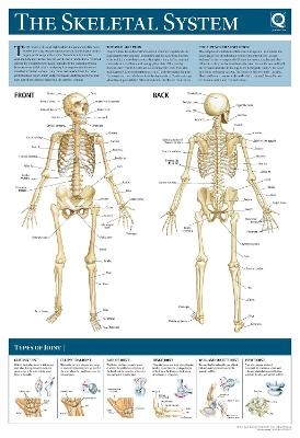 Human Anatomy Wallchart