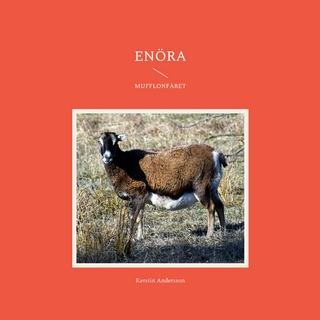 Enöra