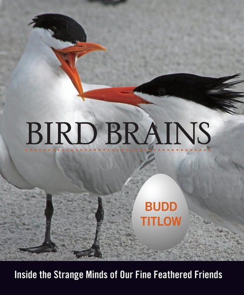 Bird Brains -  Budd Titlow