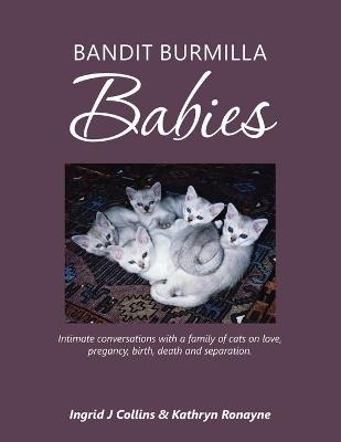 Bandit Burmilla Babies - Ingrid J Collins, Kathryn Ronayne