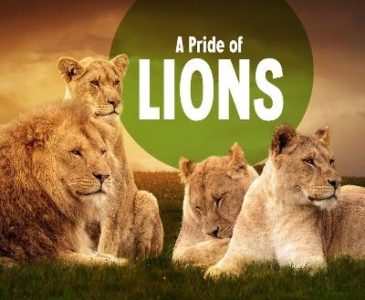A Pride of Lions - Amy Kortuem