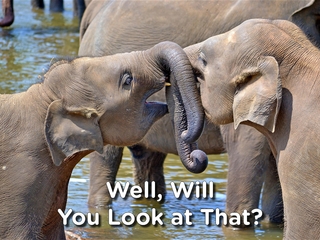 Well, Will You Look at That? Noses