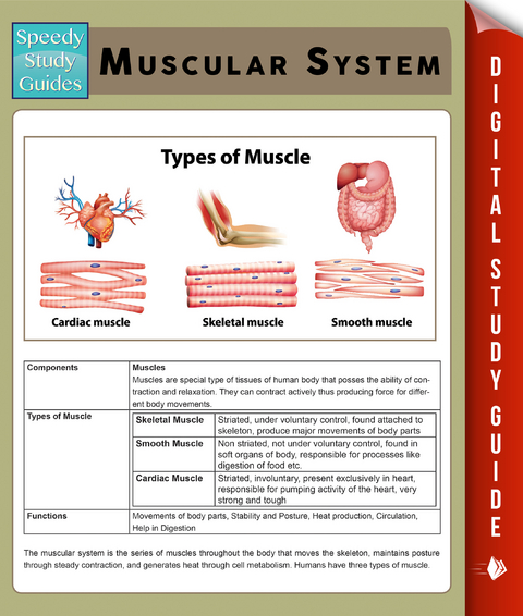 Muscular System (Speedy Study Guides) - Speedy Publishing