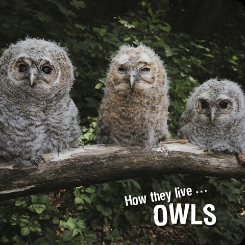 How they live... Owls - Ivan Esenko, David Withrington
