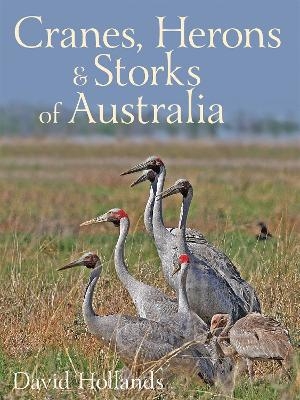 Cranes, Herons and Storks of Australia - David Hollands