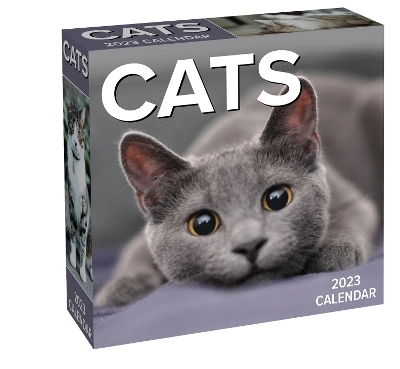 Cats 2023 Day-to-Day Calendar -  Andrews McMeel Publishing