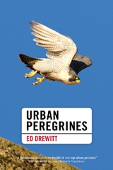 Urban Peregrines - Ed Drewitt