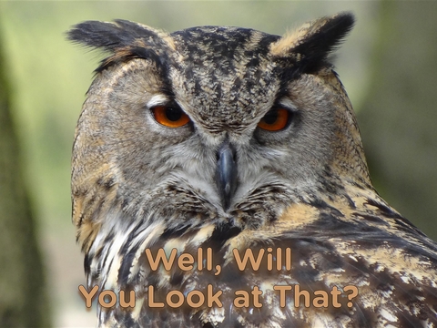 Well, Will You Look at That? Eyes - Brent A. Ford, Lucy McCullough Hazlehurst