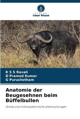 Anatomie der Beugesehnen beim B&uuml;ffelbullen - K S S Ravali, D Pramod Kumar, G Purushotham