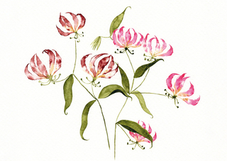 Aquarell Postkarte Blume Löwenohr