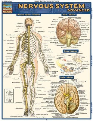 Nervous System Advanced - Vincent Perez