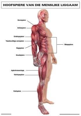 Chart: Hoofspiere van die meslike liggaam