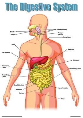 Chart: The human digestive system poster