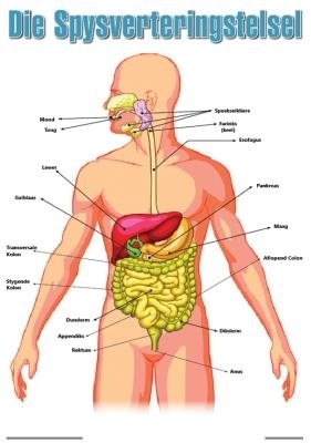 Chart: Die spysverteringstelsel