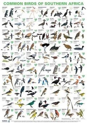 Common birds of Southern Africa