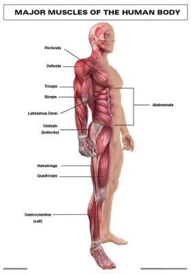 Chart: Major muscles of the human body