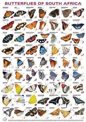 Butterflies of South Africa