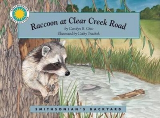 Raccoon at Clear Creek Road