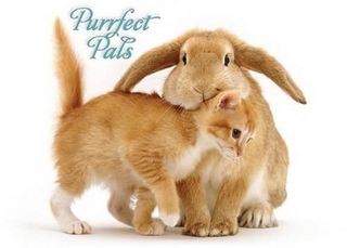Purrfect Pals Notecards
