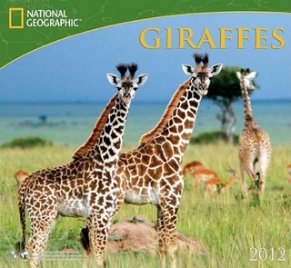 Giraffes