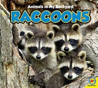Raccoons