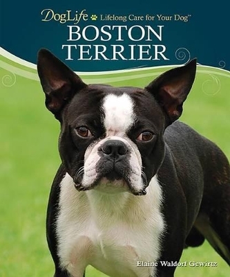 Boston Terrier - Elaine Waldorf Gewirtz