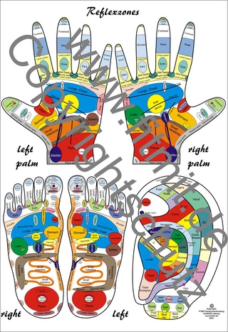 Reflexzones - Reflexology Education Chart