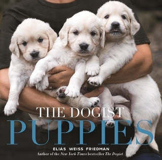 The Dogist Puppies