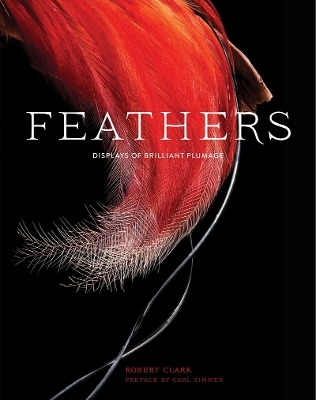 Feathers - 