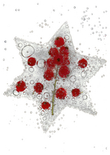 Weihnachtspostkarten-Set &bdquo;Fotokunst trifft Weihnachten&ldquo; FROZEN - 